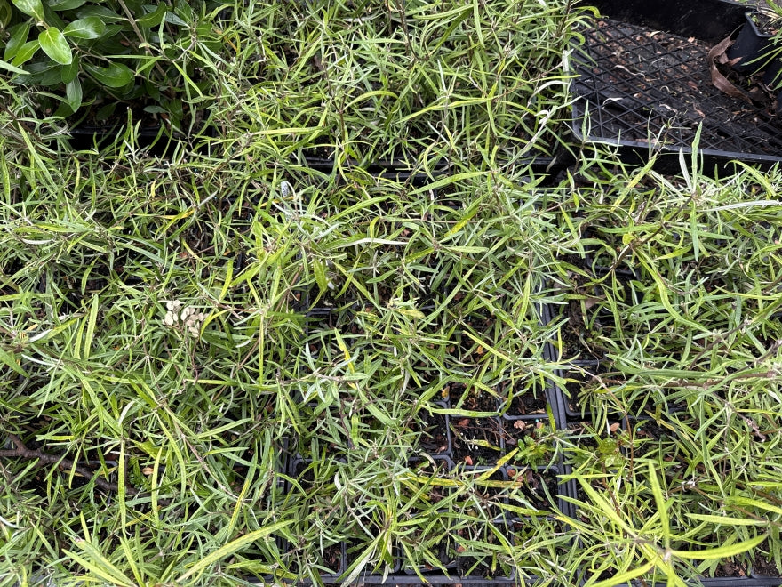 100x Farm Shelter Combo - $3.99 trees & shrubs