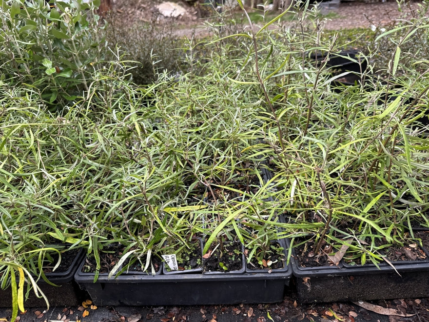 10x Twiggy Tree Daisy - $1.99c each