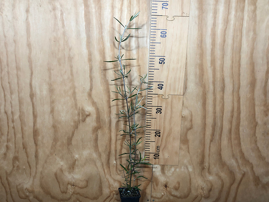 100x Twiggy Tree Daisy - $2.99 each