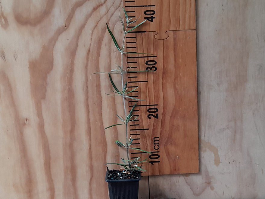 500x Surplus Native Combo - $1.99c each - Best Value