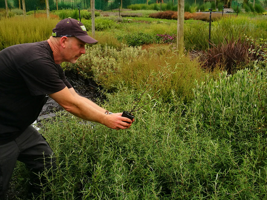 100x Twiggy Tree Daisy - $2.99 each