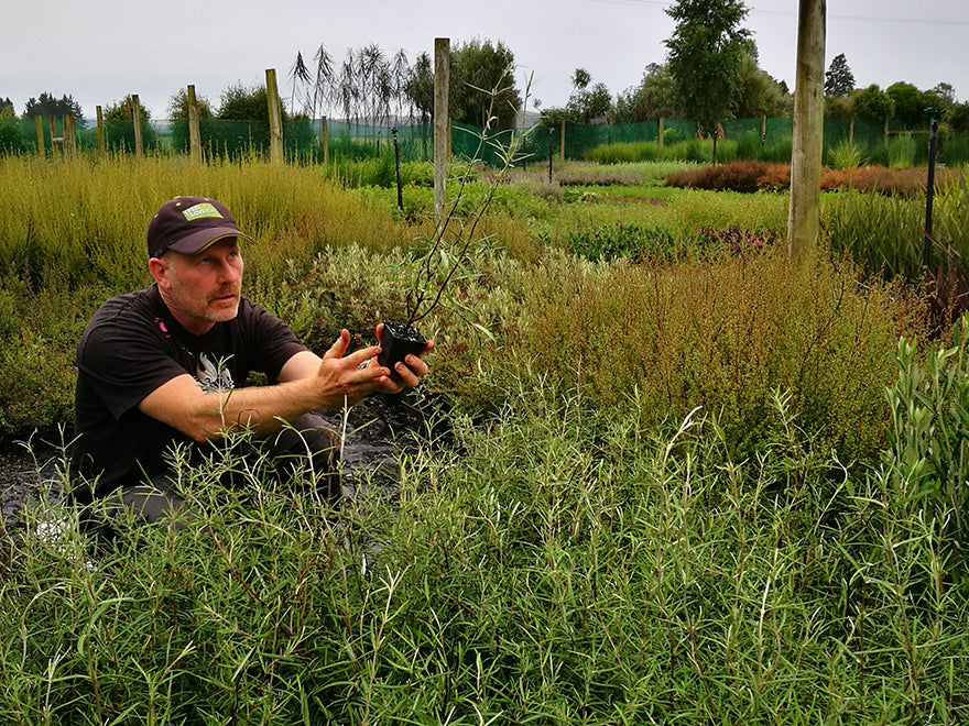 100x Surplus Native Combo - $1.99c each - Best Value