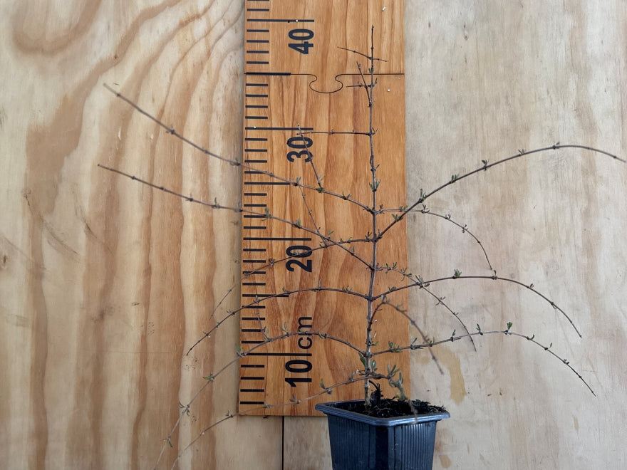 25x Olearia Fragrantissima - $4.99 each