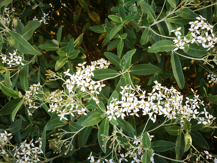 Olearia Haastii