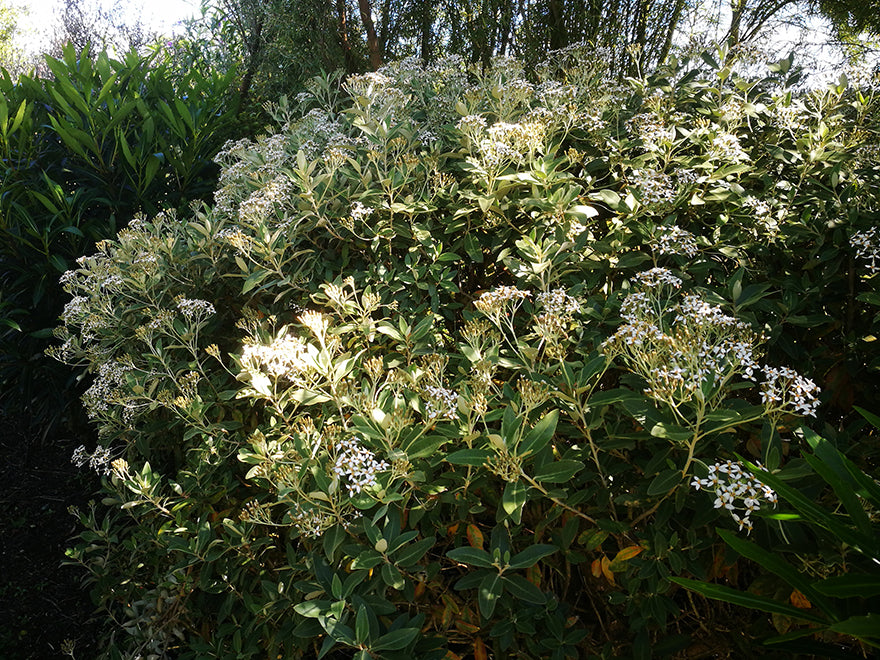 100x Alpine Shrub Daisy - $3.99 each