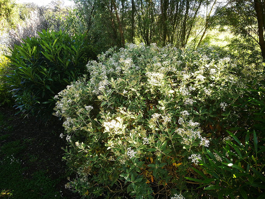 Olearia Haastii