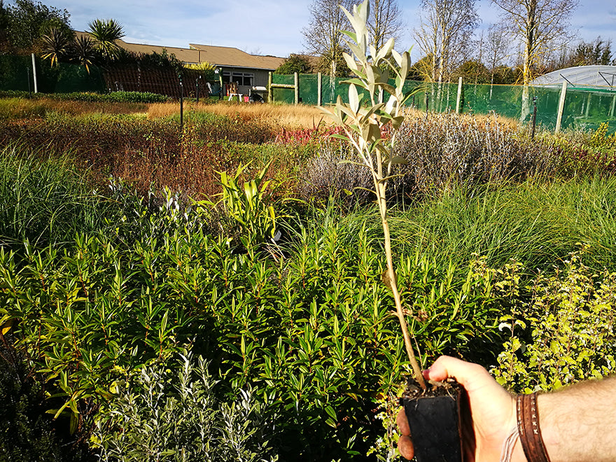 Olearia Haastii