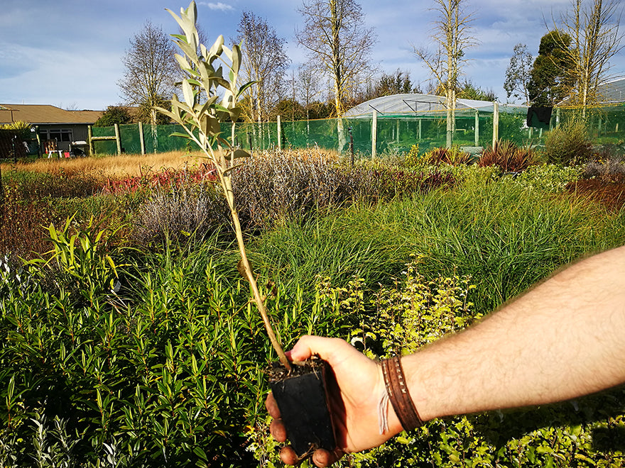 Olearia Haastii