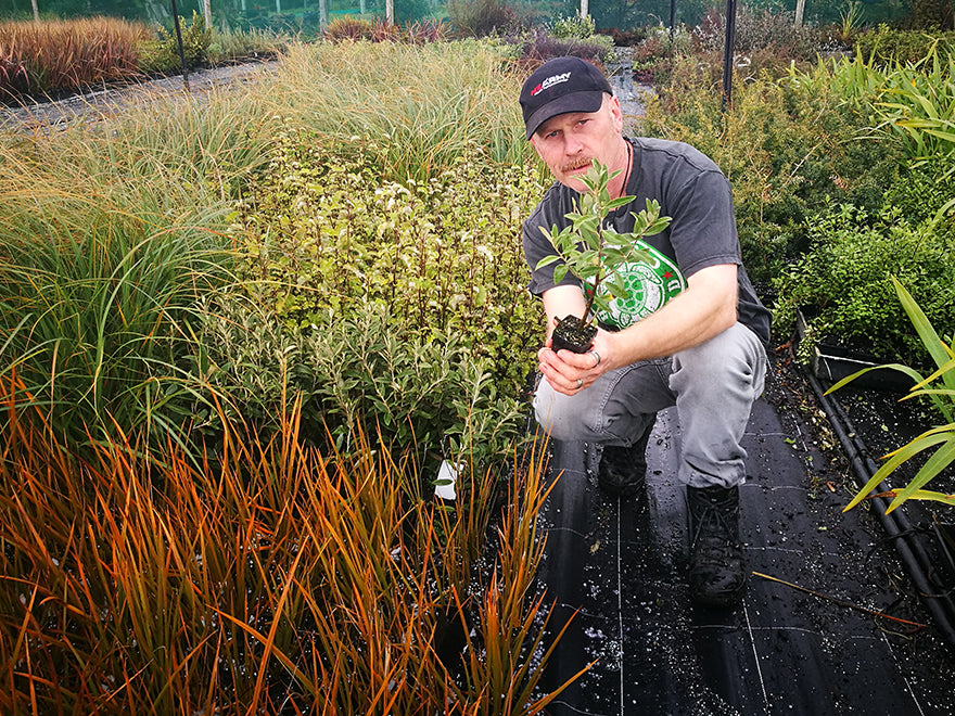 100x Alpine Shrub Daisy - $3.99 each