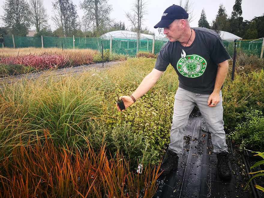 100x Alpine Shrub Daisy - $3.99 each