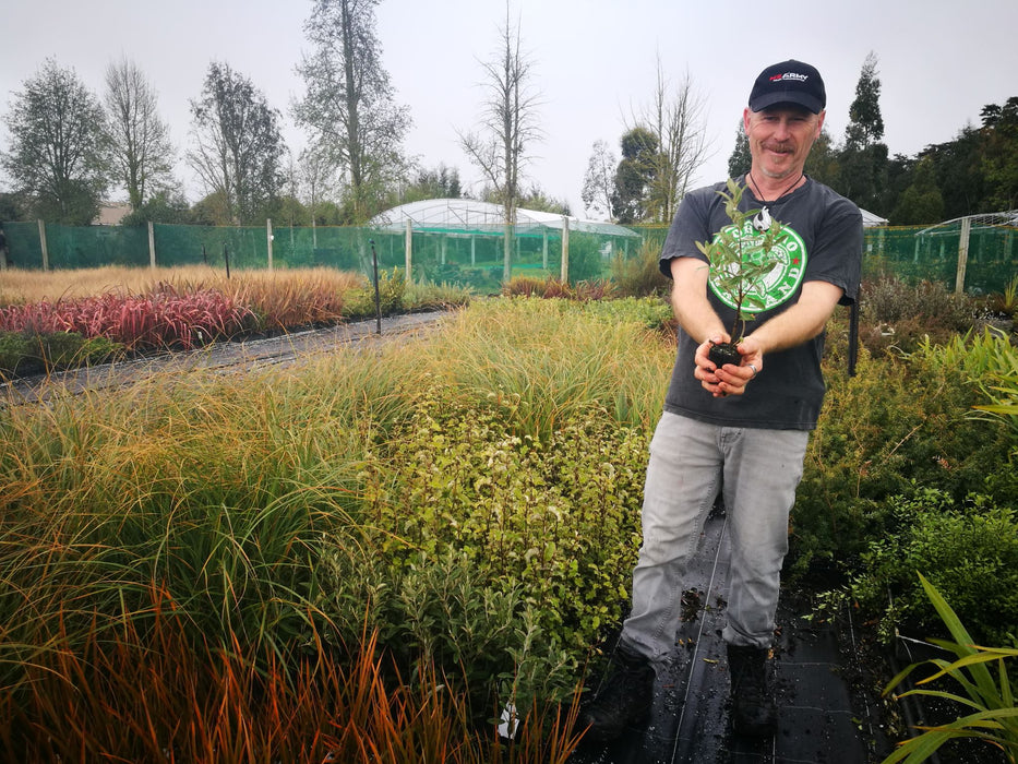 25x Alpine Shrub Daisy - $4.99 each