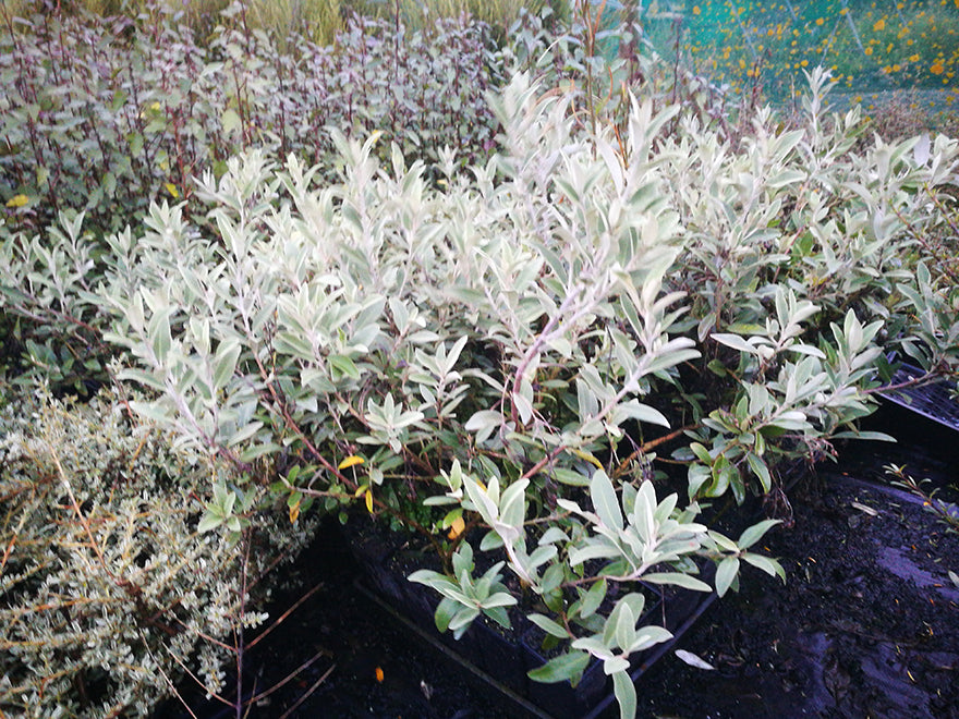 Olearia Haastii