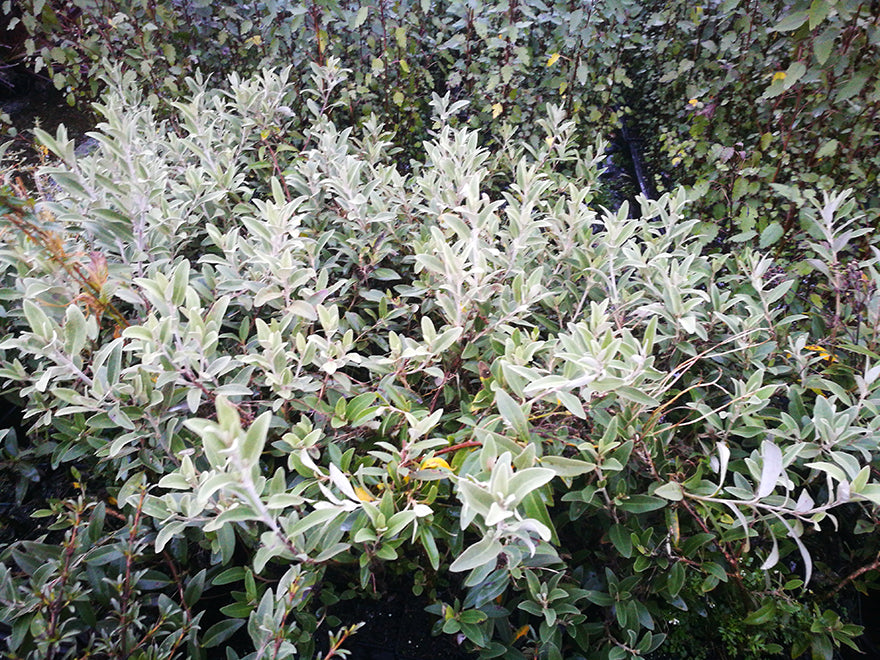 Olearia Haastii