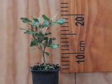 100x Mountain Holly - $1.99 each
