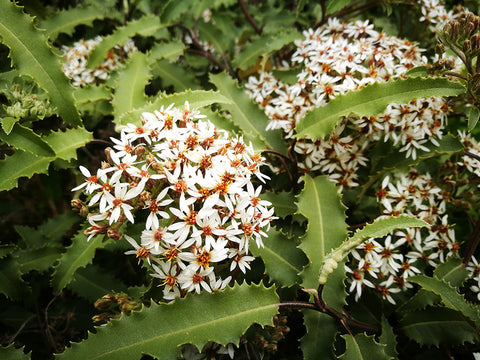 100x Mountain Holly - $1.99 each