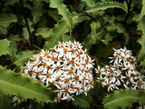 100x Mountain Holly - $1.99 each