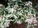 100x Mountain Holly - $1.99 each