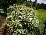 100x Mountain Holly - $1.99 each