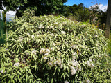 100x Mountain Holly - $1.99 each