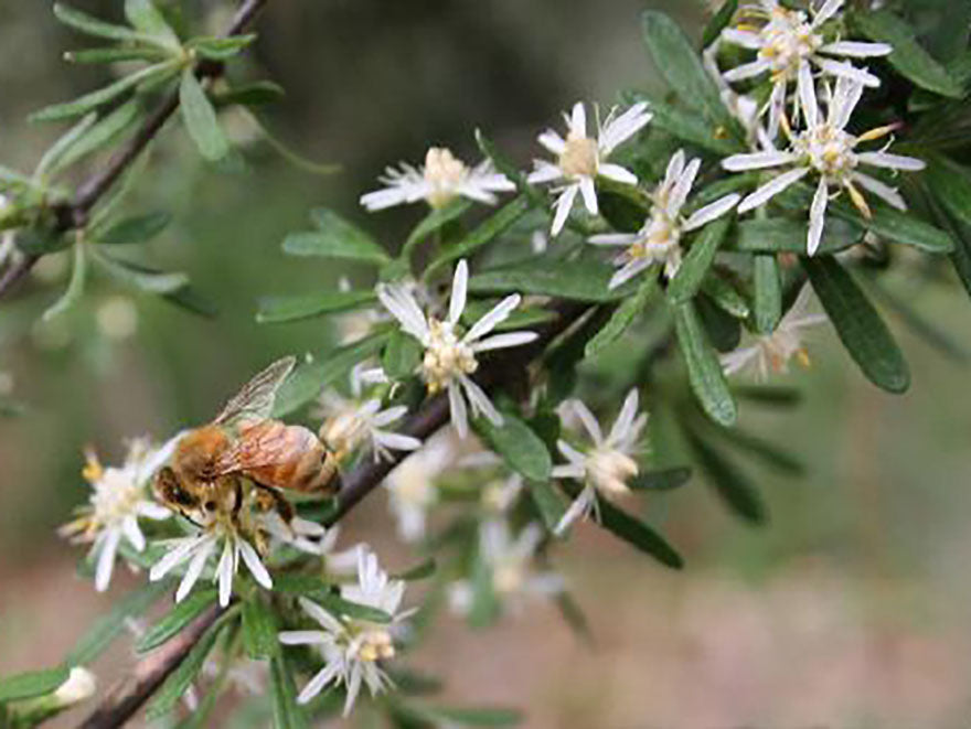 5x Olearia Fragrantissima - $1.99 each