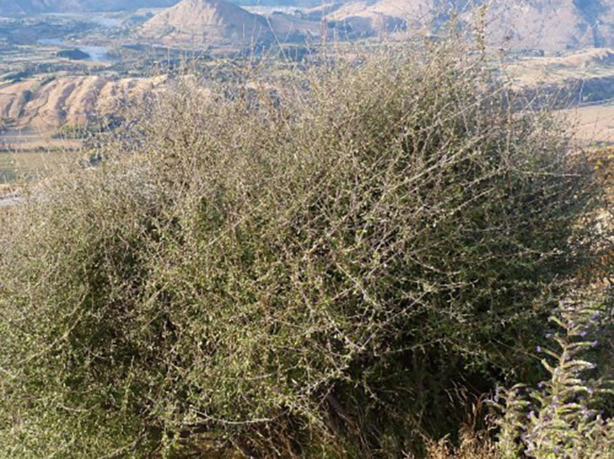 25x Olearia Fragrantissima - $4.99 each