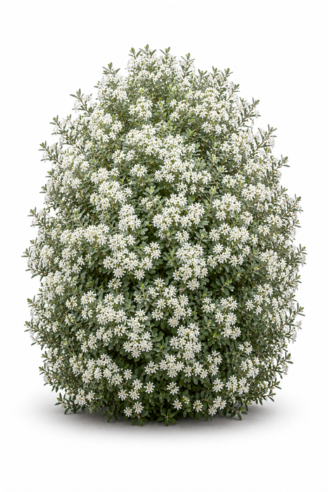 5x Olive leaved daisy bush - $5.99 each
