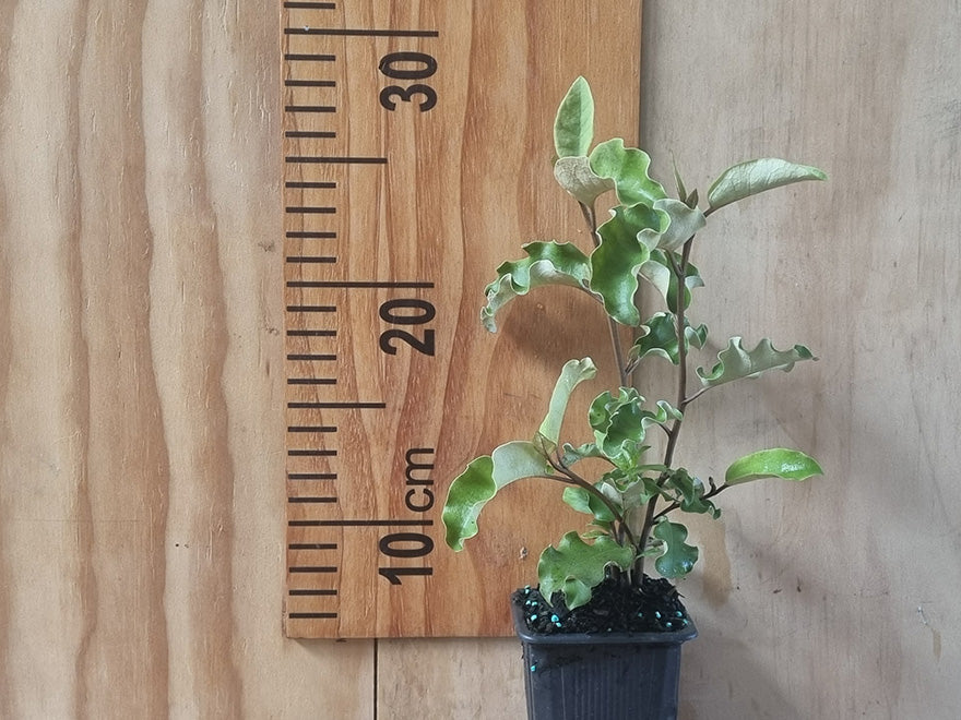 100x Golden Ake Ake - $3.99 each