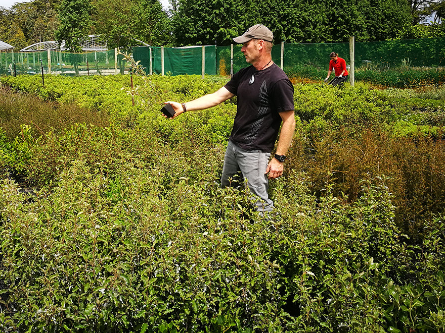 25x Golden Ake Ake - $2.99 each