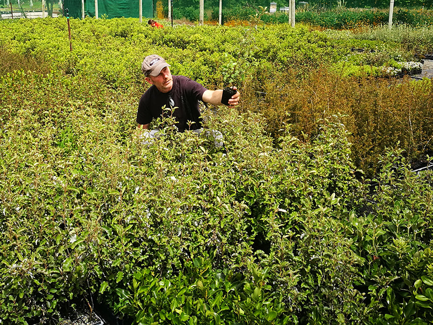 25x Golden Ake Ake - $2.99 each