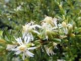 250x Farm Combo - $3.99 NZ trees & shrubs