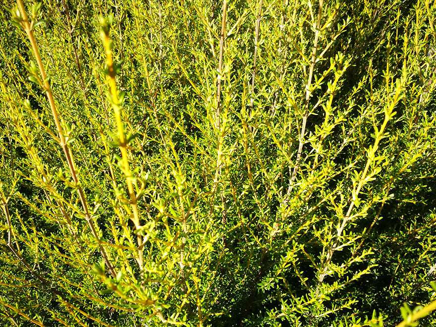 50x Surplus Shelter Combo - $1.99c each - Best Value