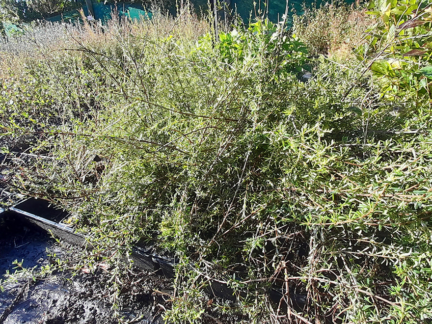 10x Golden Tree Daisy - $1.99 each