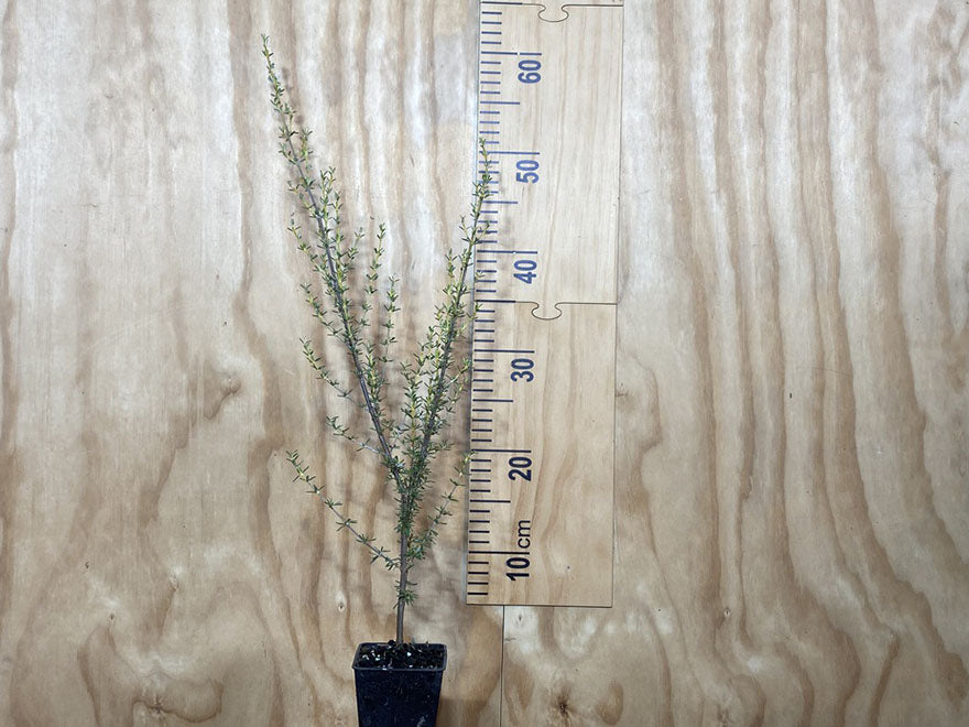 5x Golden Tree Daisy - $3.99 each