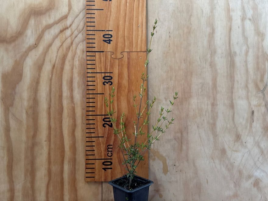 5x Golden Tree Daisy - $5.99 each