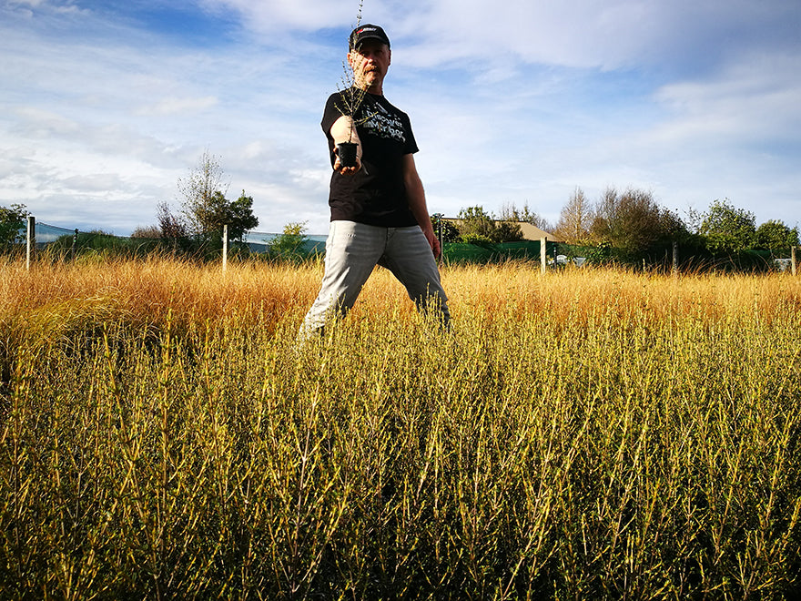 250x Farm Combo - $3.99 NZ trees & shrubs