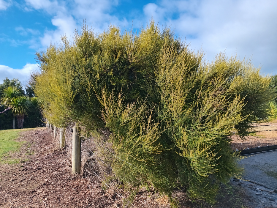 100x Golden Tree Daisy - $2.99 each