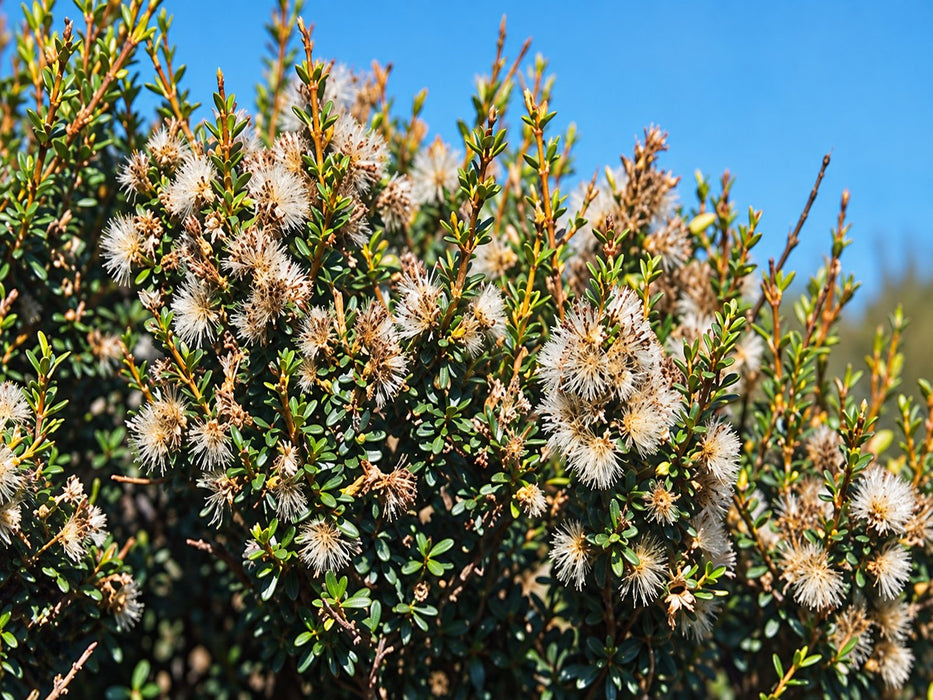 100x Golden Tree Daisy - $2.99 each