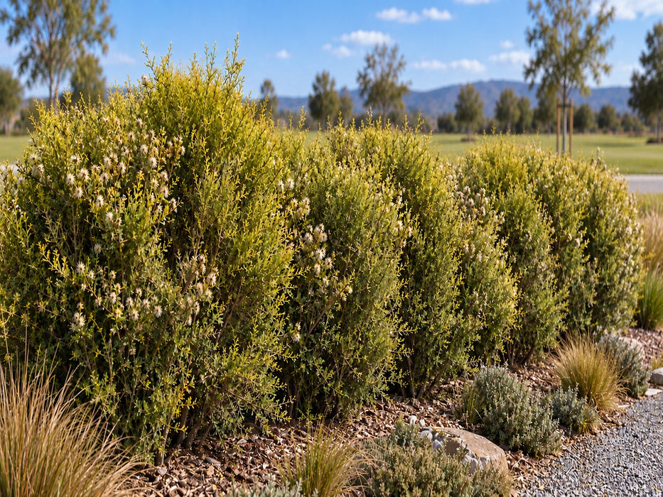 25x Golden Tree Daisy - $3.99 each