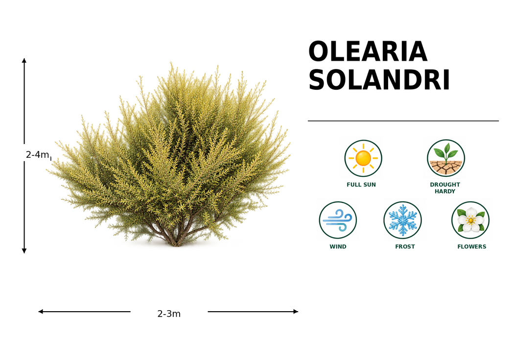 Olearia solandri