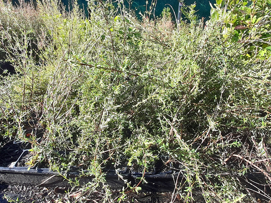 10x Golden Tree Daisy - $1.99 each