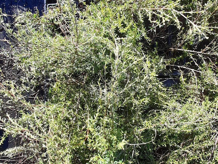 10x Golden Tree Daisy - $1.99 each