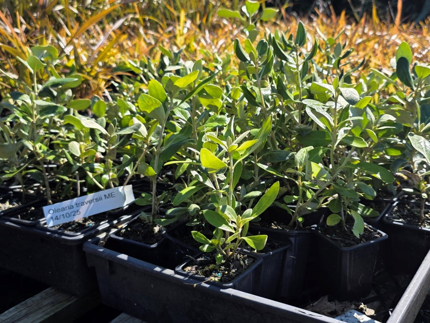 10x Chatham Island Ake Ake - $1.99 each