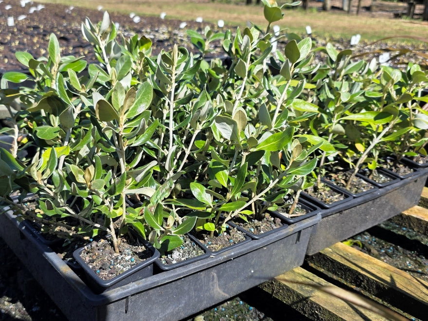 10x Chatham Island Ake Ake - $1.99 each