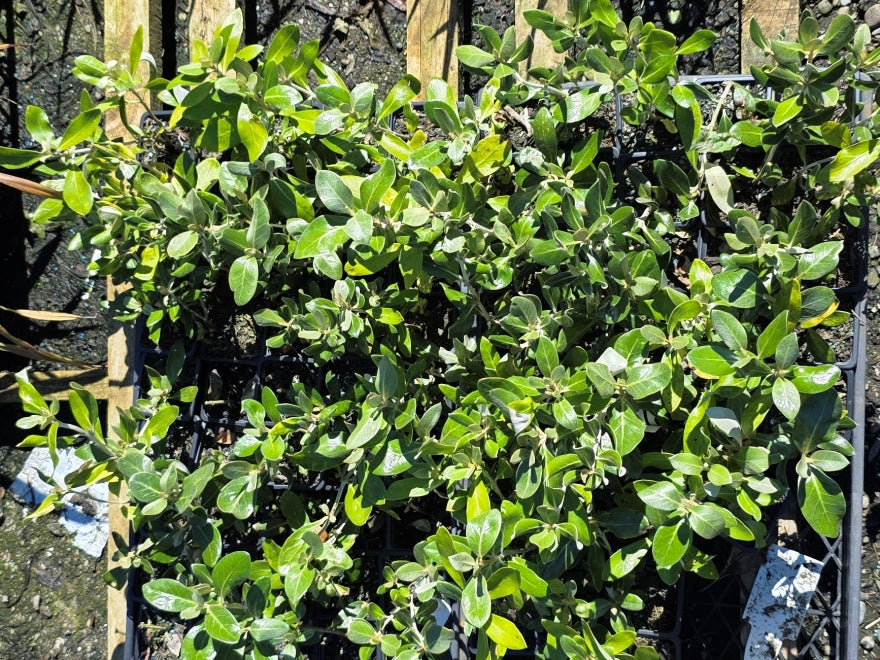 10x Chatham Island Ake Ake - $1.99 each