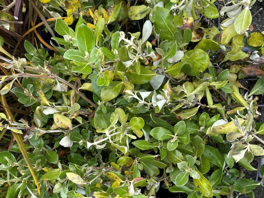 10x Chatham Island Ake Ake - $1.99 each