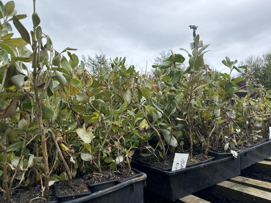 10x Chatham Island Ake Ake - $1.99 each