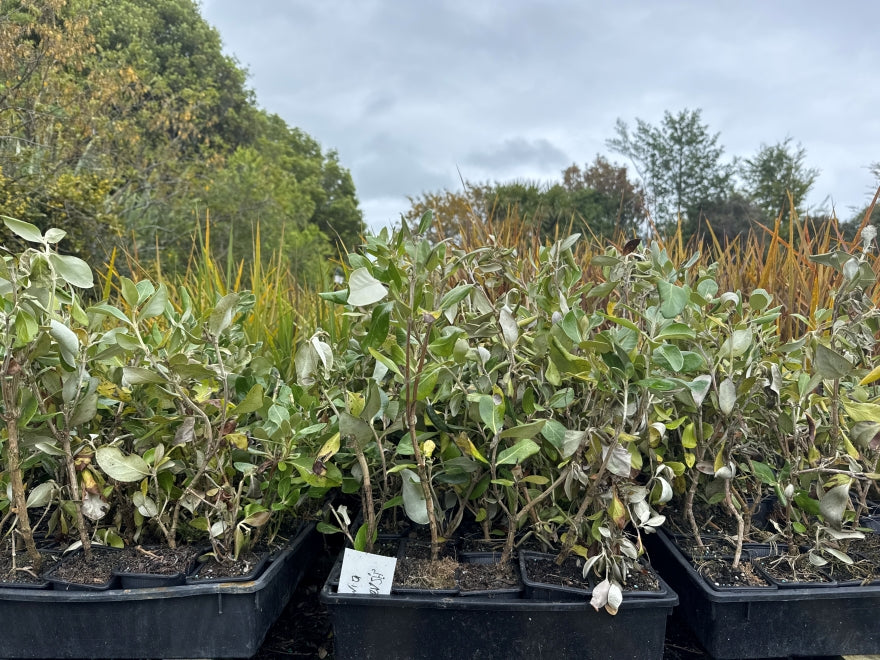 10x Chatham Island Ake Ake - $1.99 each