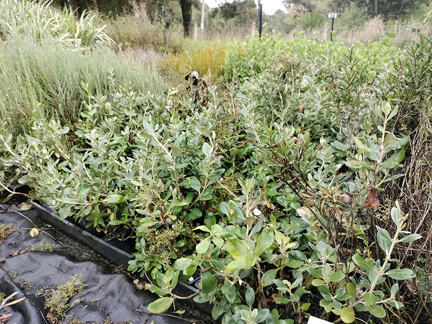 10x Chatham Island Ake Ake - $1.99 each