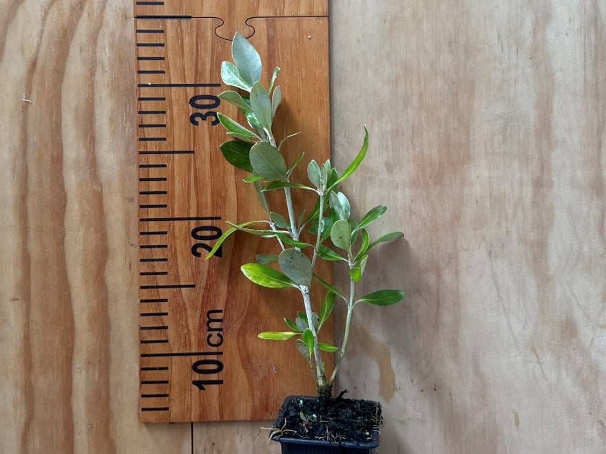 50x Tough as Nails Combo - $4.99 each