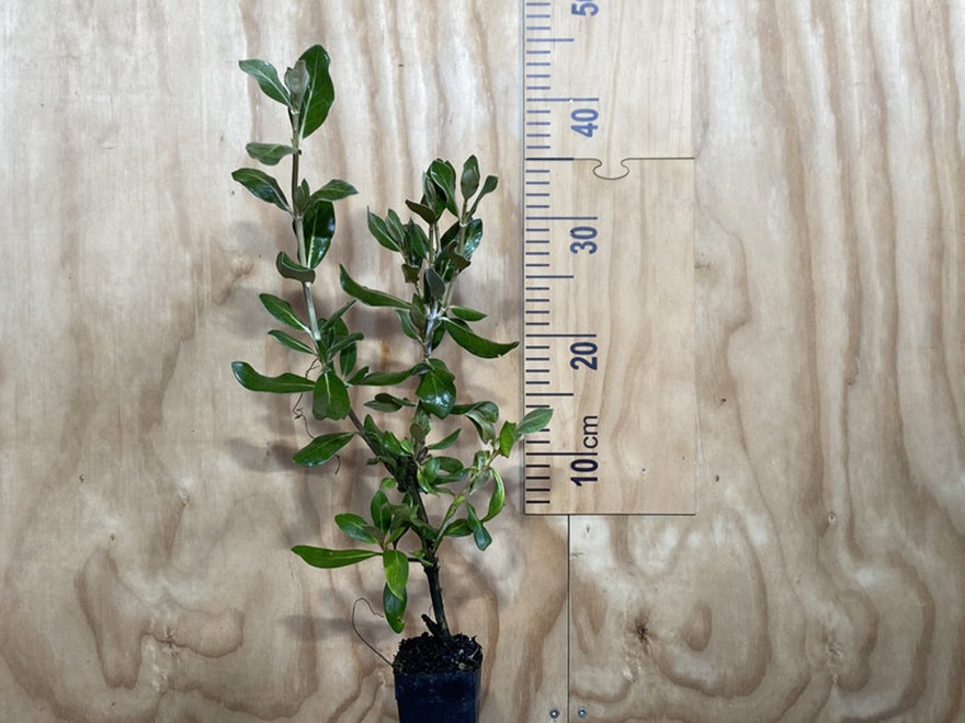 100x Tough as Nails Combo - $3.99 each